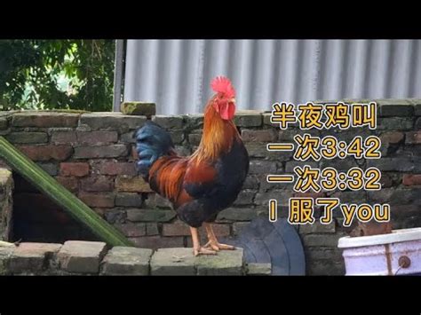 公雞啼鳴意思|「半夜雞啼」有甚麼特別？ 